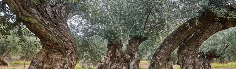 NHỮNG "CỤ" OLIVE CỔ THỤ NGHÌN NĂM: BÍ MẬT BẤT TỬ CỦA THỜI GIAN VÀ NGUỒN CỘNG HƯỞNG TỪ JAÉN