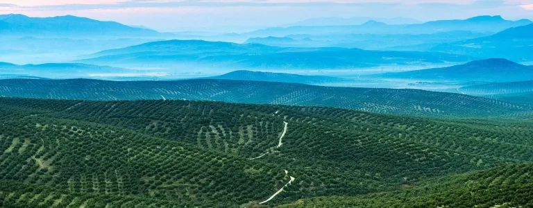 HÀNH TRÌNH TỪ JAÉN – THỦ PHỦ OLIVE THẾ GIỚI ĐẾN LY "LONGEVITY SHOT" BEKICKER CỦA BẠN