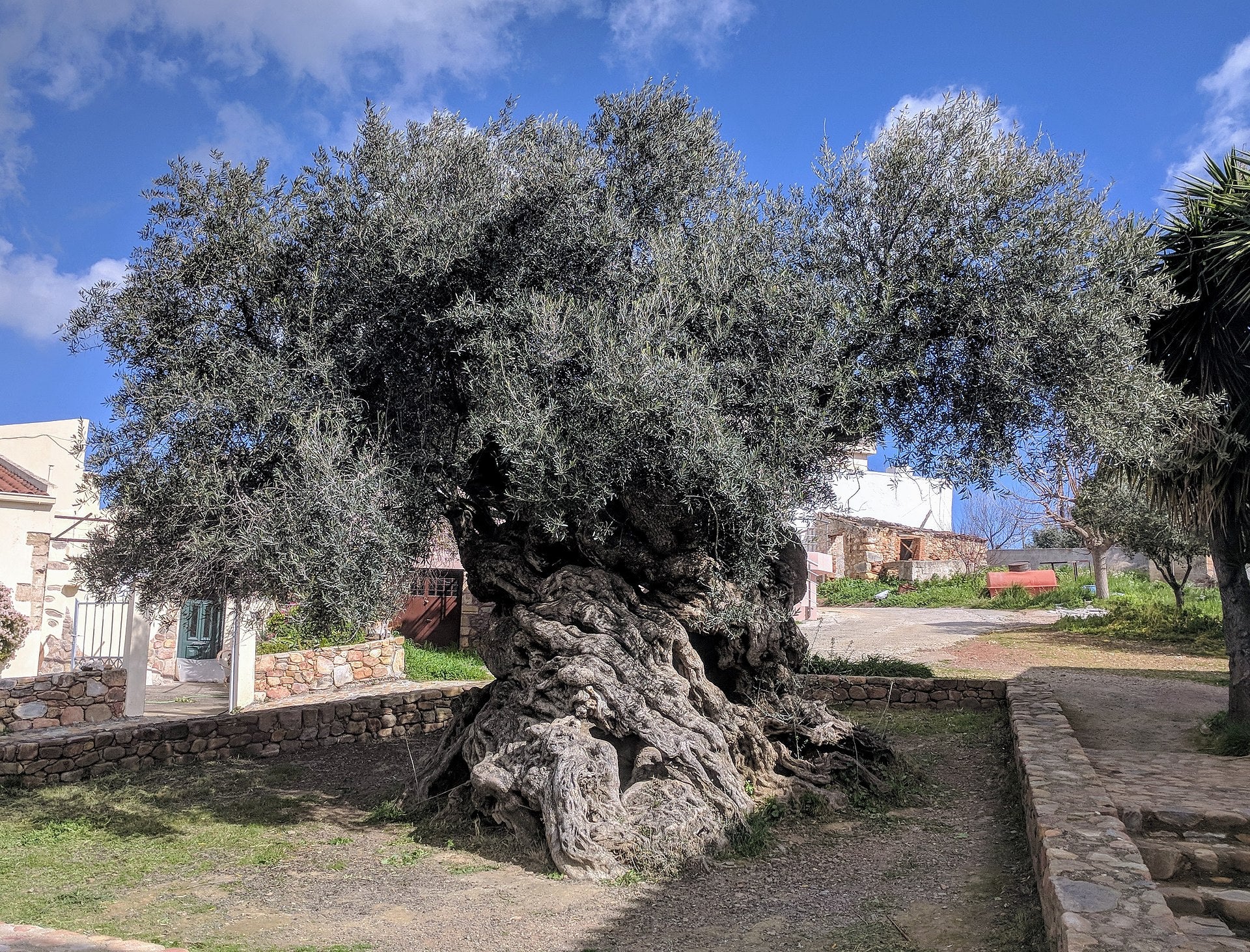 Cây olive cổ thụ thân xoắn đồ sộ bên bờ tường đá