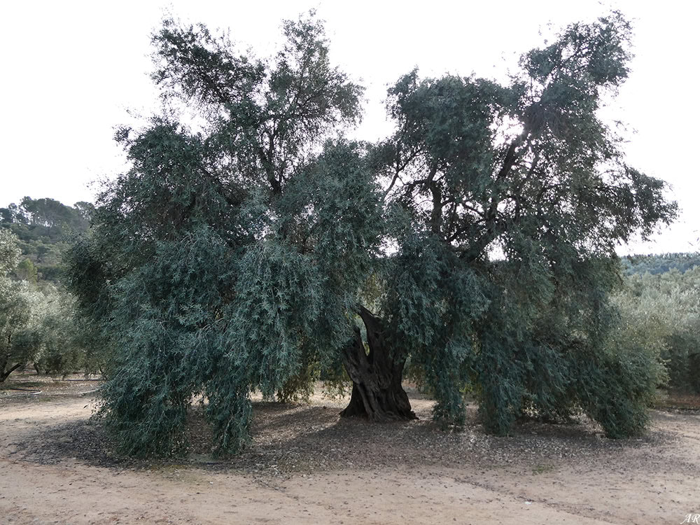 Cây olive cổ thụ tán rộng giữa vườn olive ở Jaén