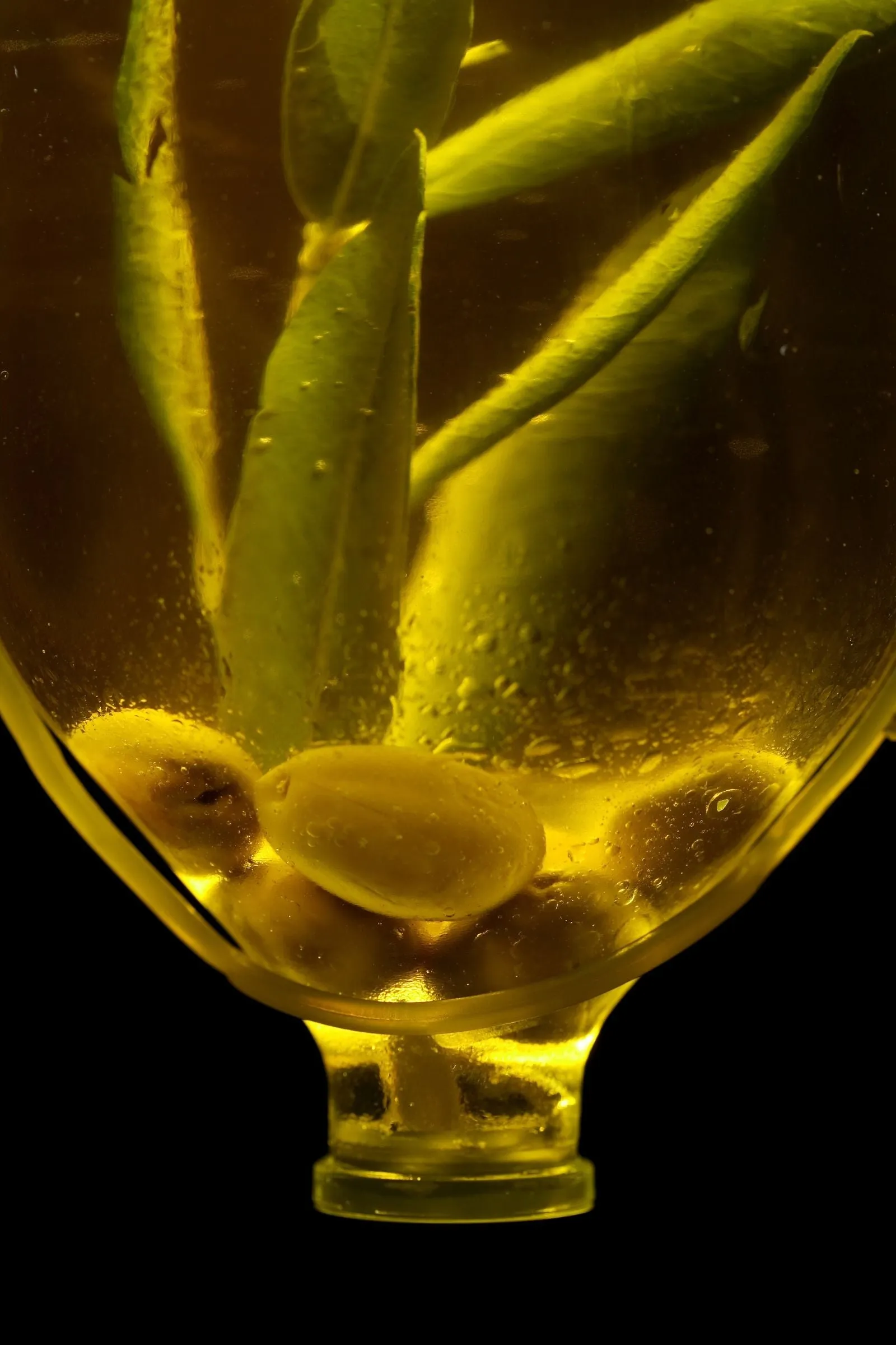 Dầu olive vị cay lưu luyến: vì sao extra virgin càng cay càng tươi